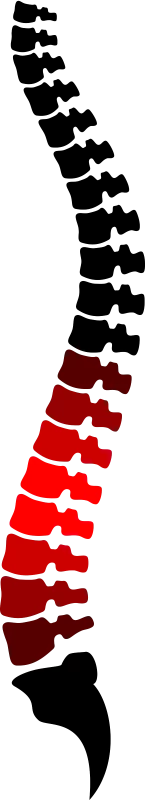 spine